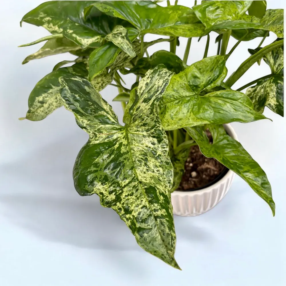 Syngonium podophyllum Mottled 'Mojito' (bush)