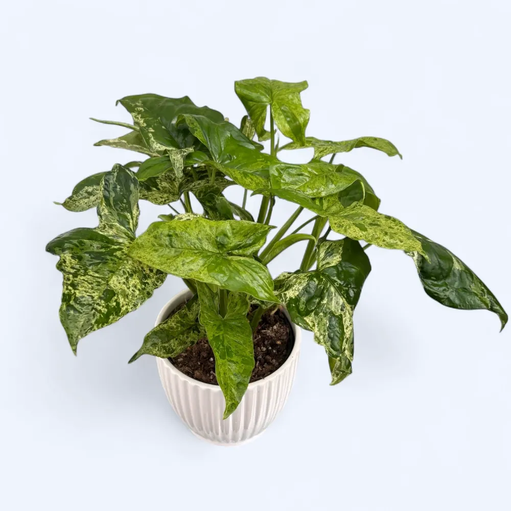 Syngonium podophyllum Mottled 'Mojito' (bush)
