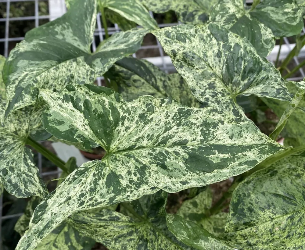 Syngonium podophyllum Mottled 'Mojito' (bush)