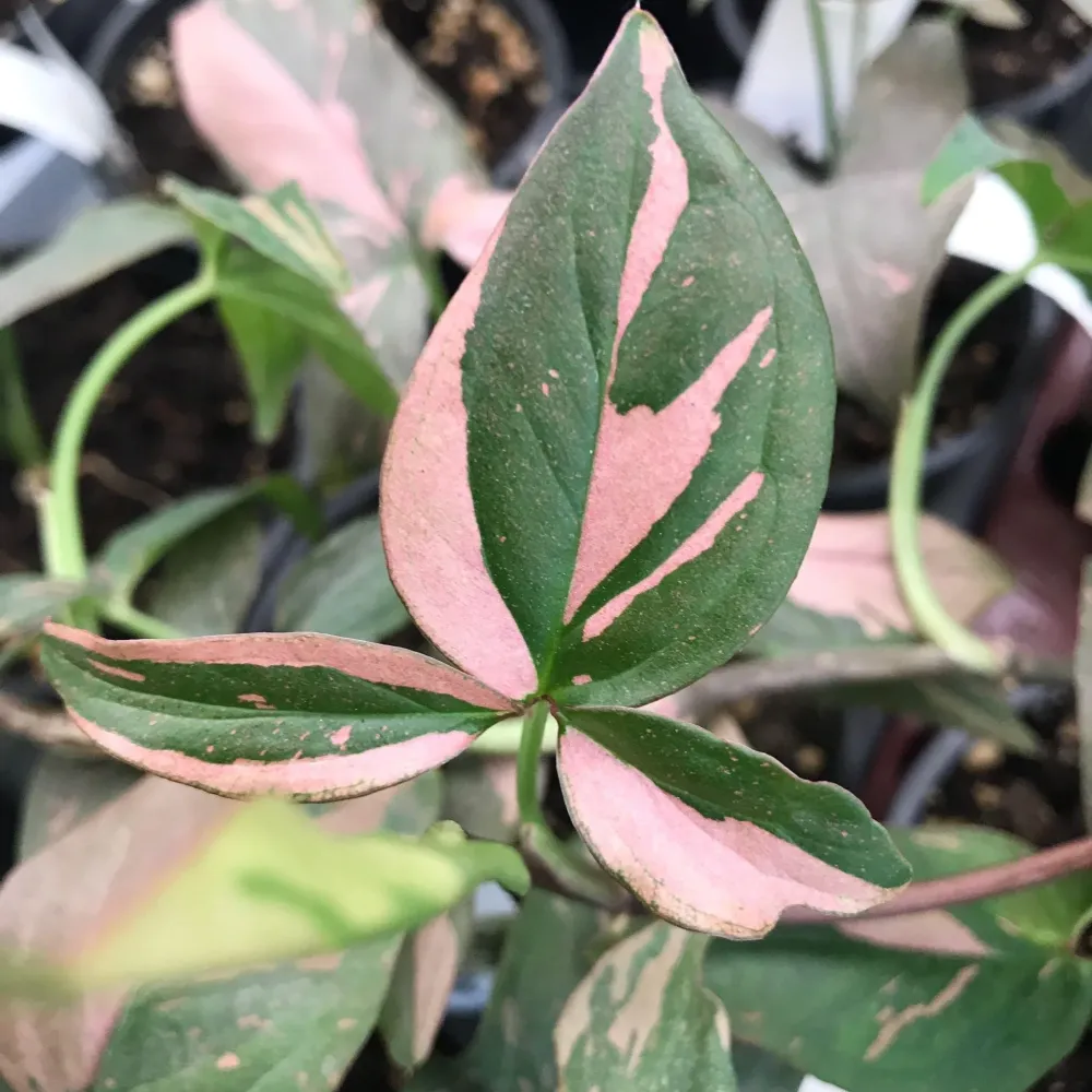 Syngonium podophyllum 'Red Spot' (Pink Splash) full pots