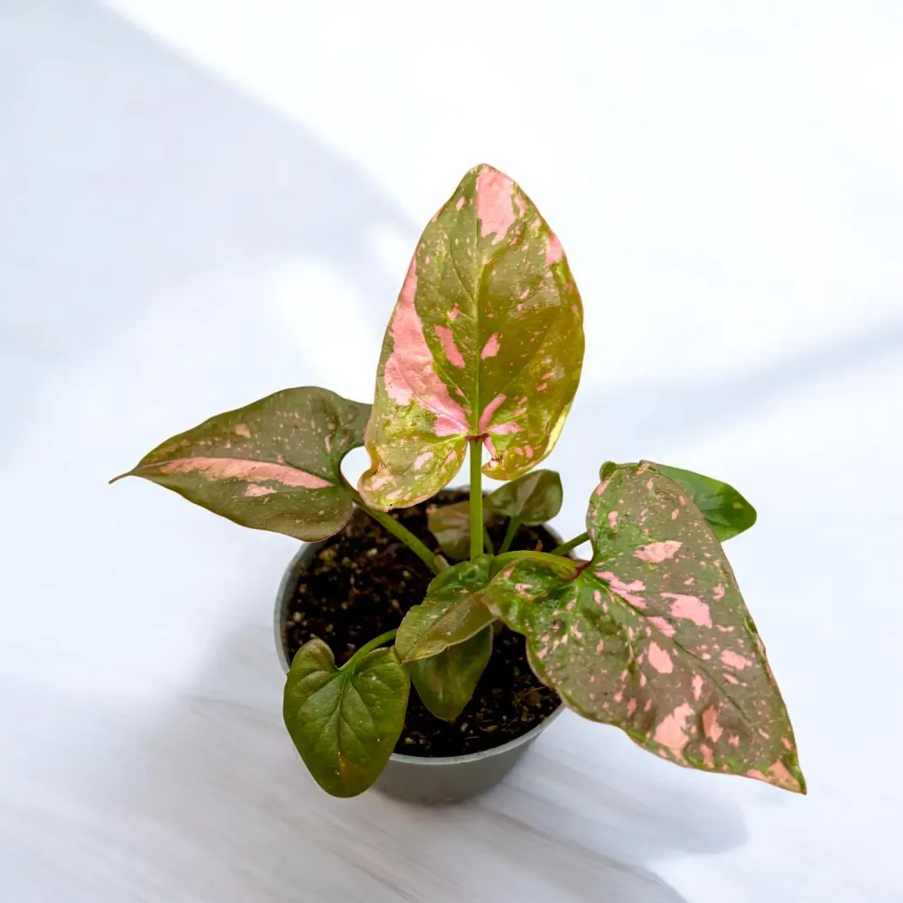 Syngonium podophyllum 'Red Spot' (Pink Splash) - babyplant