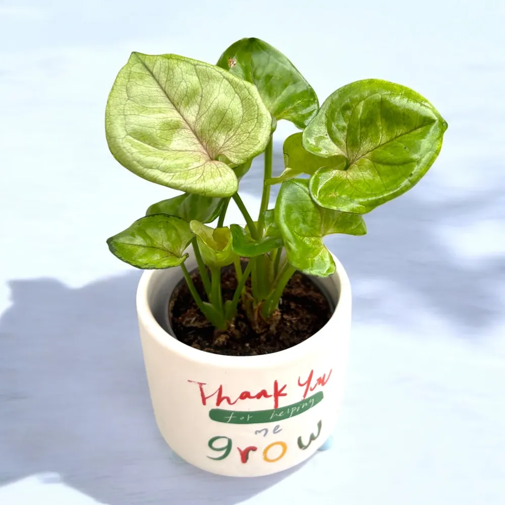 Syngonium podophyllum ‘Roxana’ - babyplant