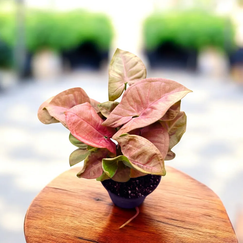 Syngonium ‘Red Heart’ - babyplant