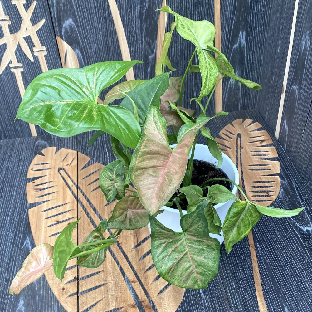 Syngonium Regina Red - exemplare XL
