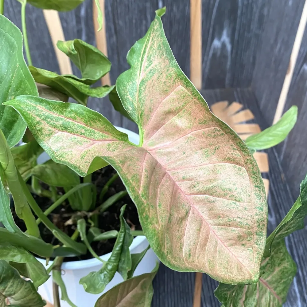 Syngonium Regina Red - exemplare XL