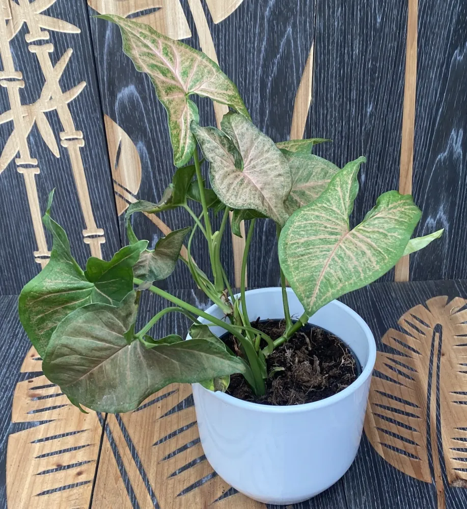 Syngonium Regina Red - exemplare XL