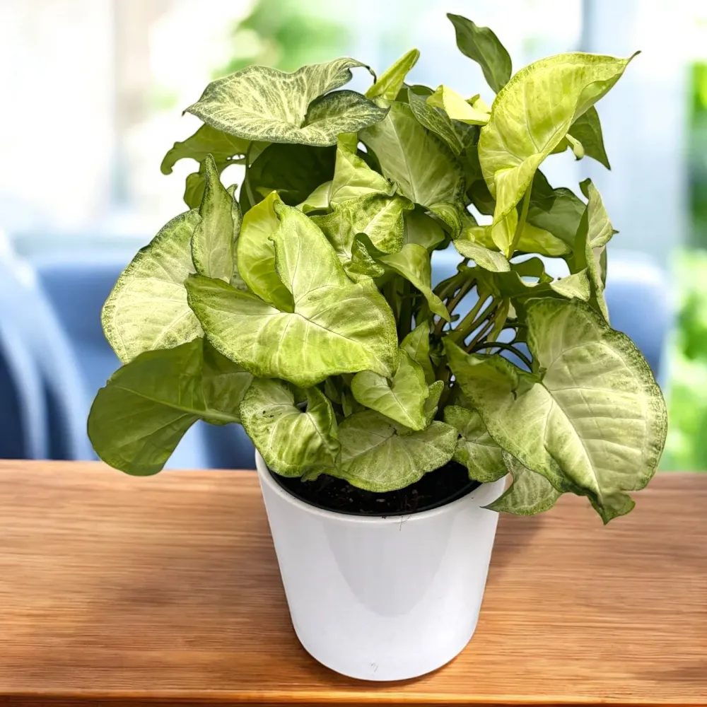 Syngonium 'White Butterfly' XL