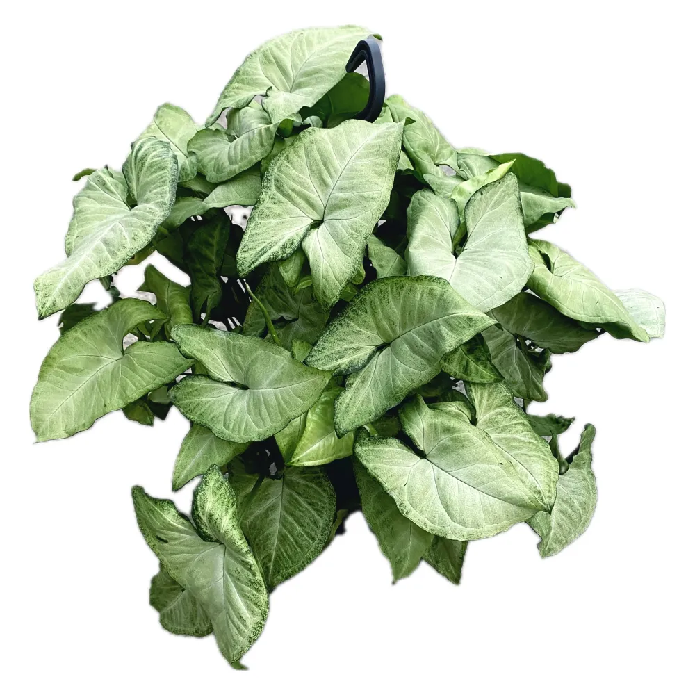 Syngonium 'White Butterfly' (exemplare XXL)