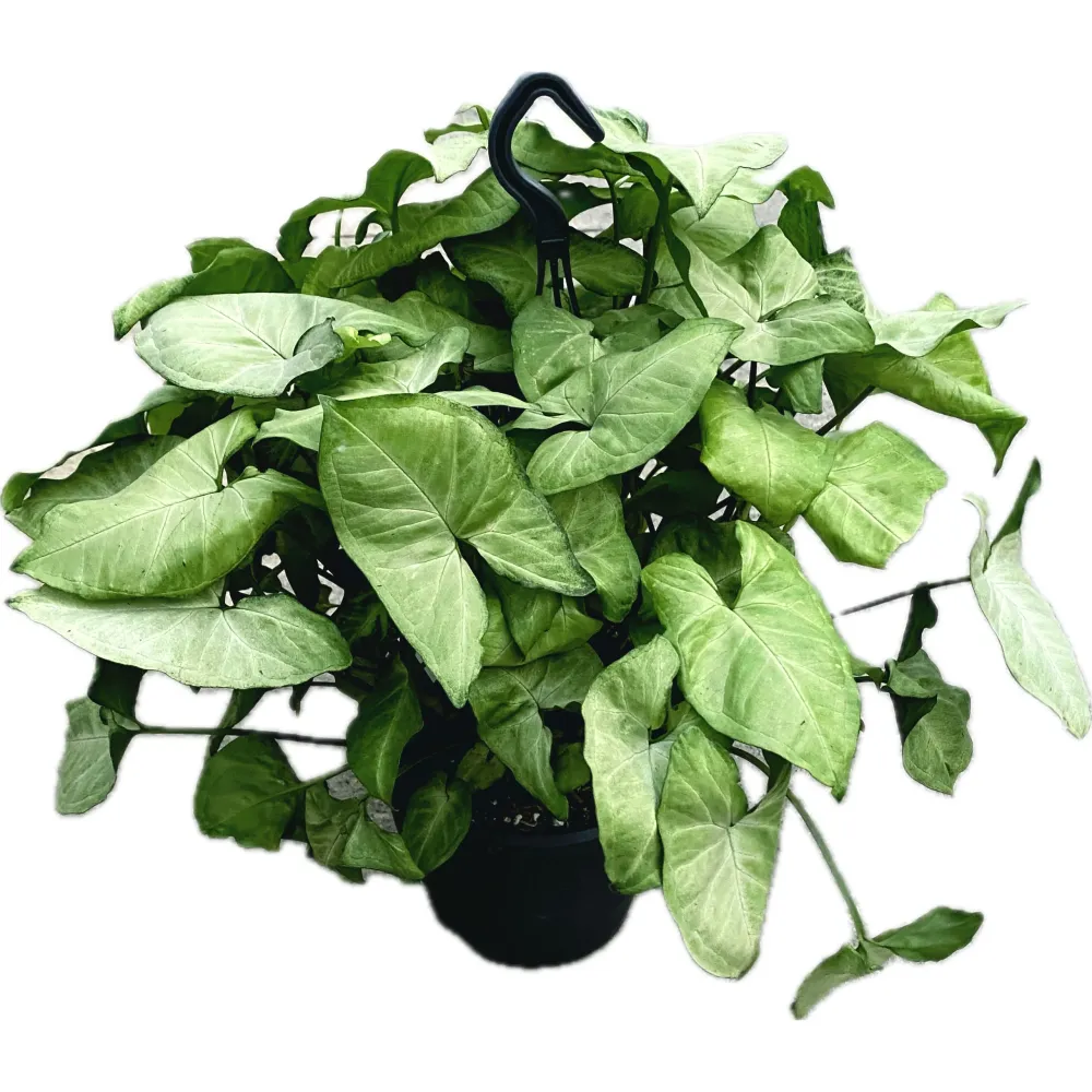 Syngonium 'White Butterfly' (exemplare XXL)