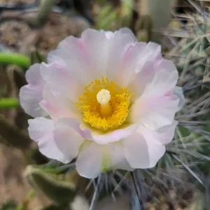 Tephrocactus alexanderi
