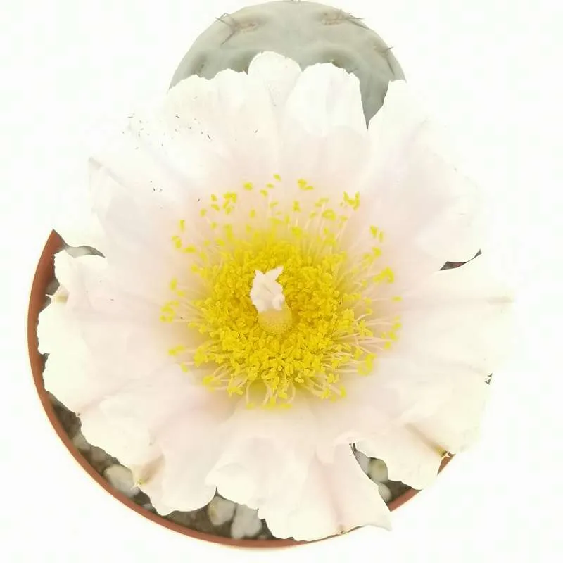 Tephrocactus geometricus