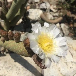 Tephrocactus strobiliformis (Pine Cone Cactus)