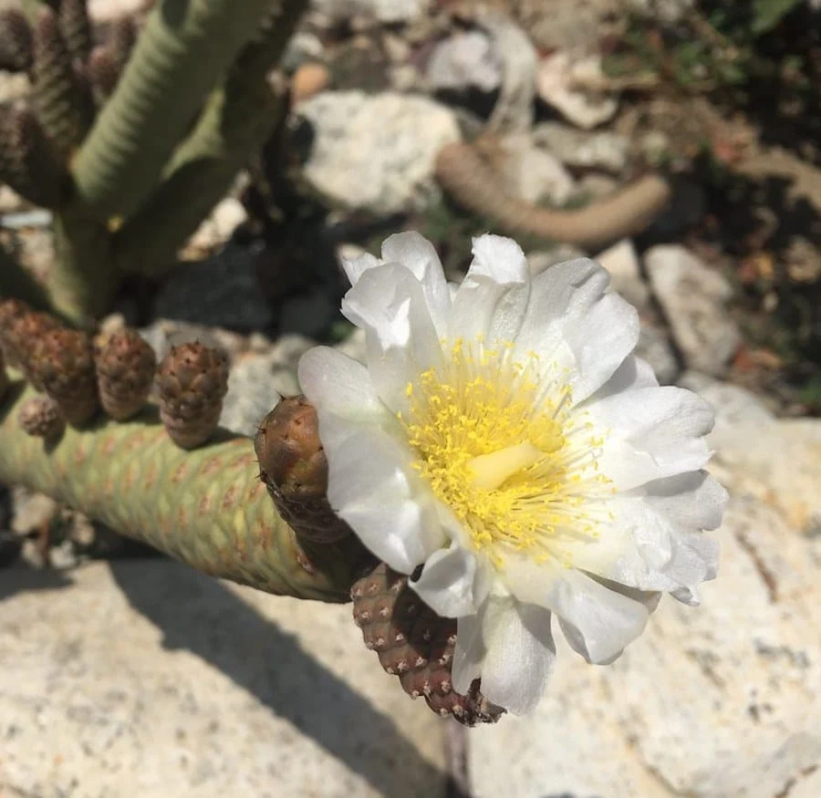 Tephrocactus strobiliformis (Pine Cone Cactus)