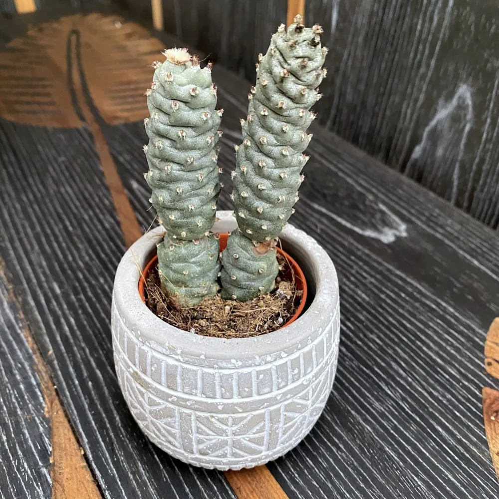 Tephrocactus strobiliformis (Pine Cone Cactus)