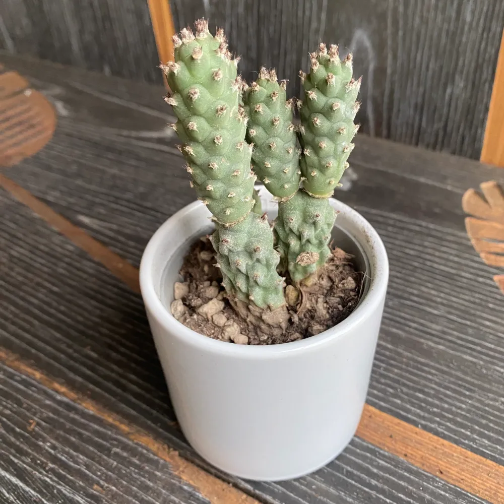 Tephrocactus strobiliformis (Pine Cone Cactus)