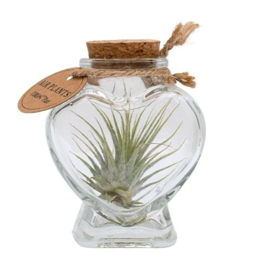 Terrarium 'Heart' cu Tillandsia Air Plant (forma de inima)