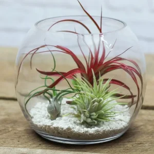 Terrarium cu Tillandsia Air Plant mix