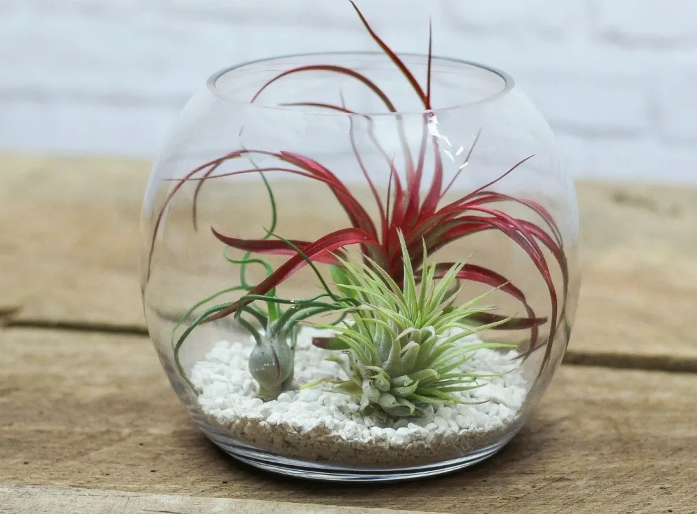 Terrarium cu Tillandsia Air Plant mix