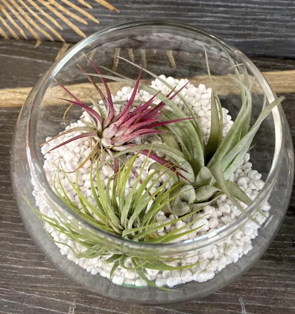 Terrarium cu Tillandsia Air Plant mix
