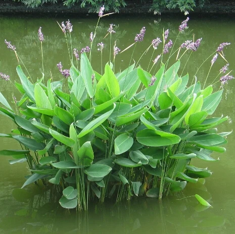 Thalia dealbata