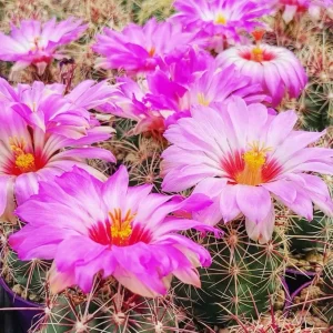Thelocactus bicolor - cactus compact cu inflorire spectaculoasa