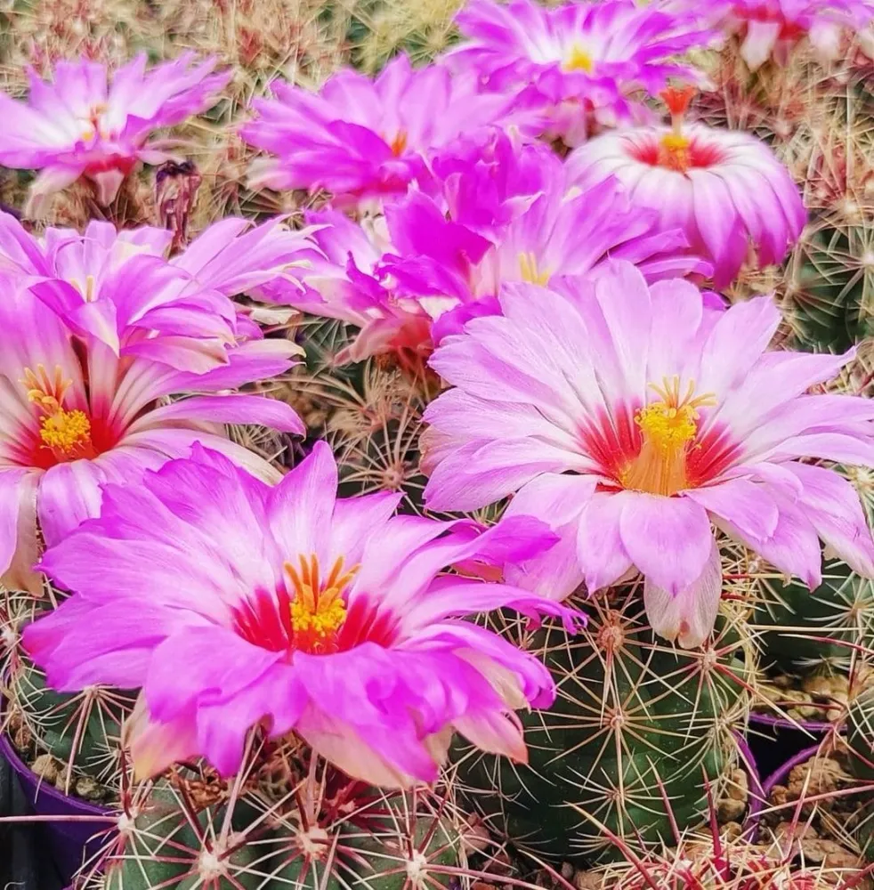 Thelocactus bicolor - cactus compact cu inflorire spectaculoasa