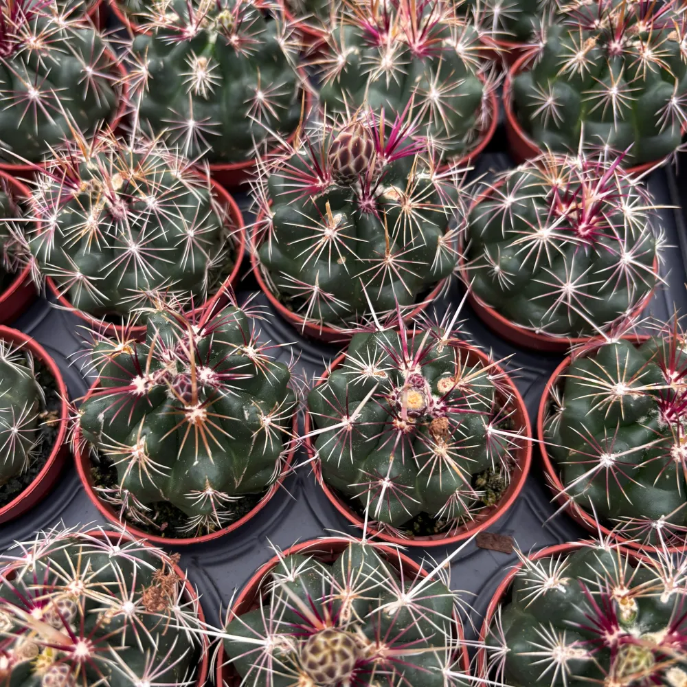Thelocactus bicolor - cactus compact cu inflorire spectaculoasa