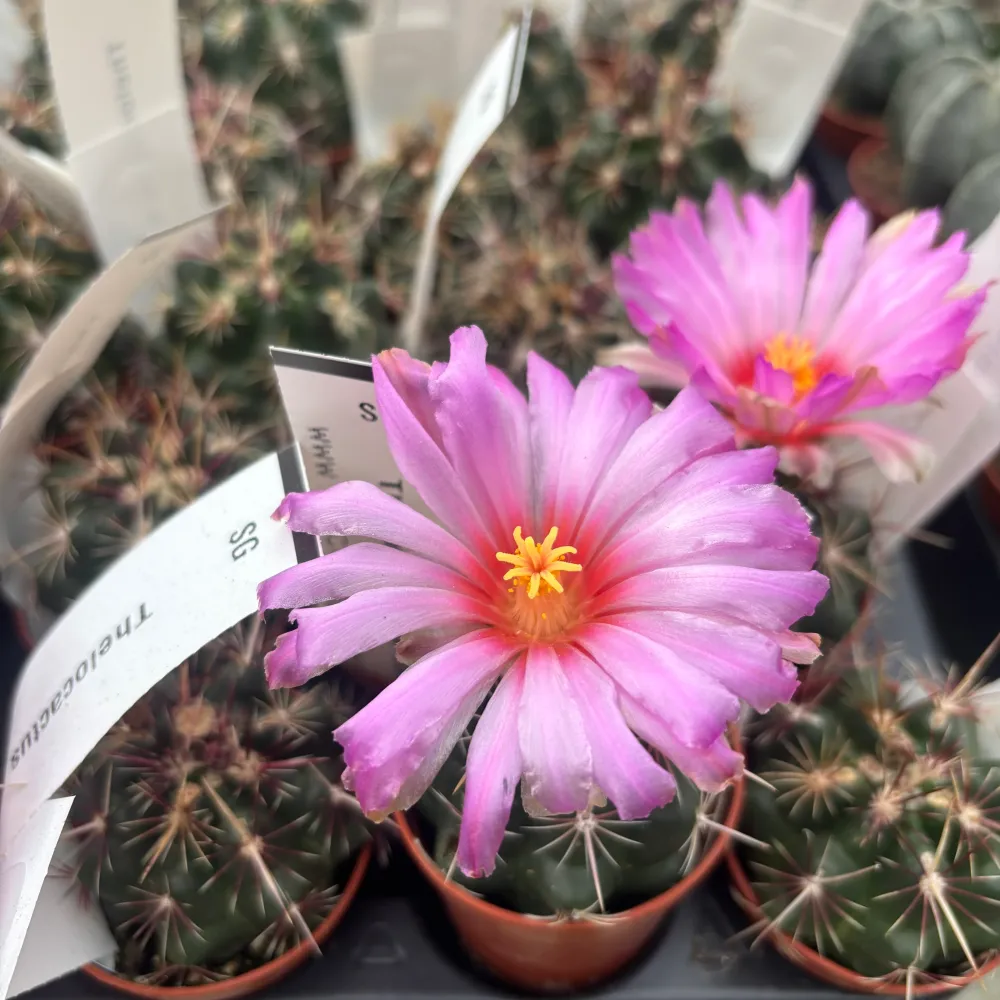 Thelocactus bicolor - cactus compact cu inflorire spectaculoasa
