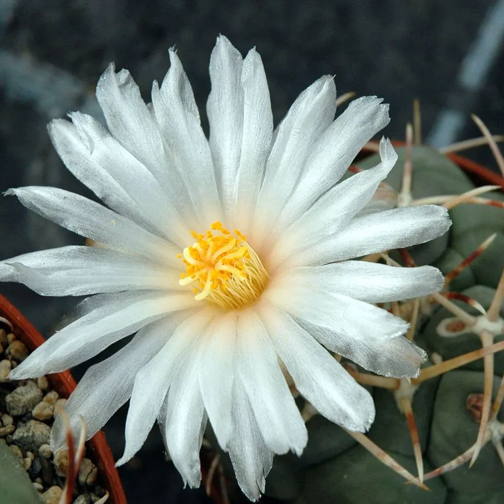 Thelocactus hexaedrophorus - flori spectaculoase