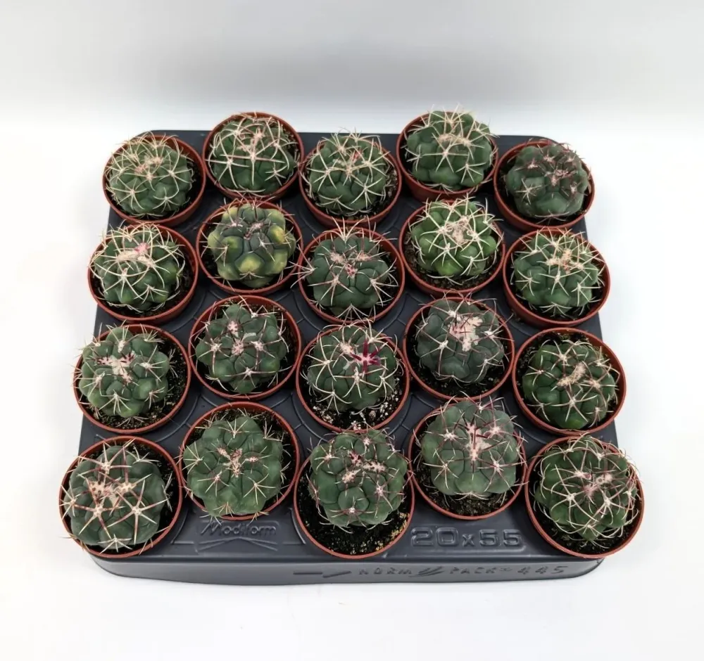 Thelocactus hexaedrophorus - flori spectaculoase