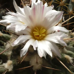 Thelocactus nidulans - Forma geometrica si inflorire spectaculoasa