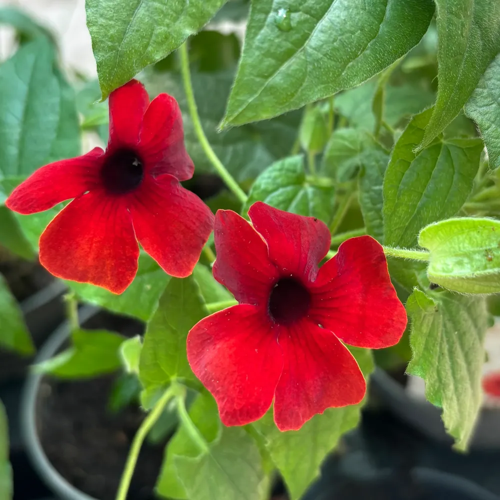 Thunbergia alata ‘Arizona Red’ (Suzana cu ochi negri)