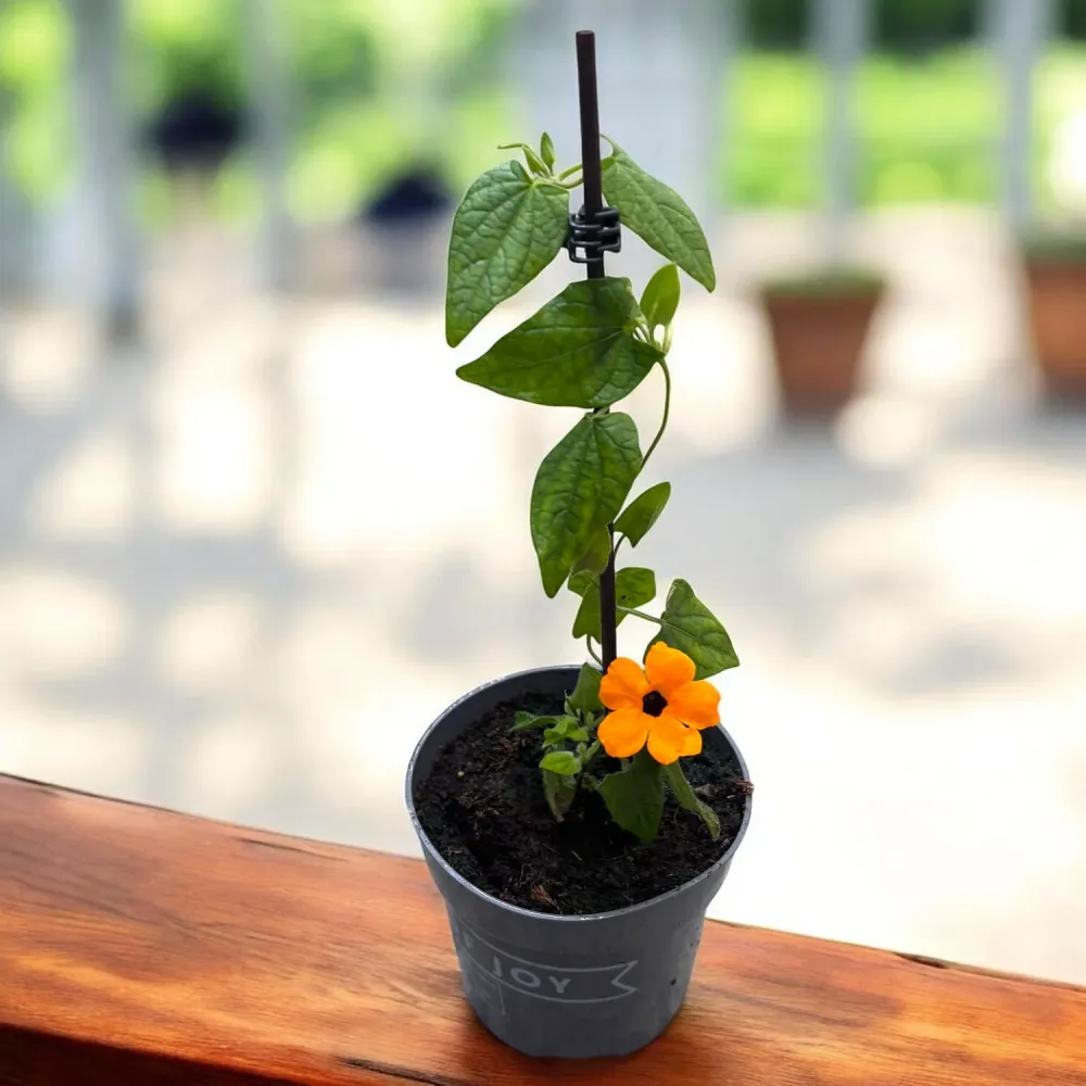 Thunbergia alata ‘Orange Eye’ (Suzana cu ochi negri)