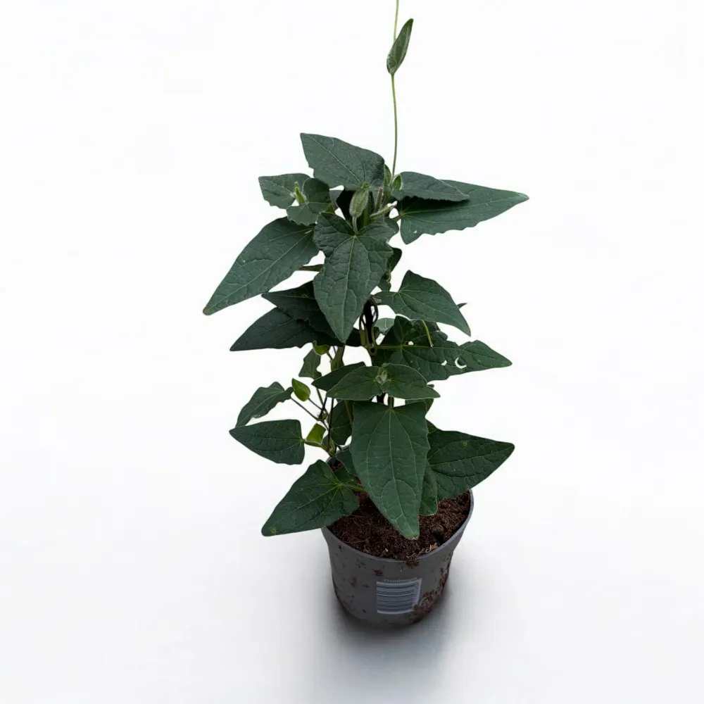 Thunbergia alata ‘Orange Eye’ (Suzana cu ochi negri)