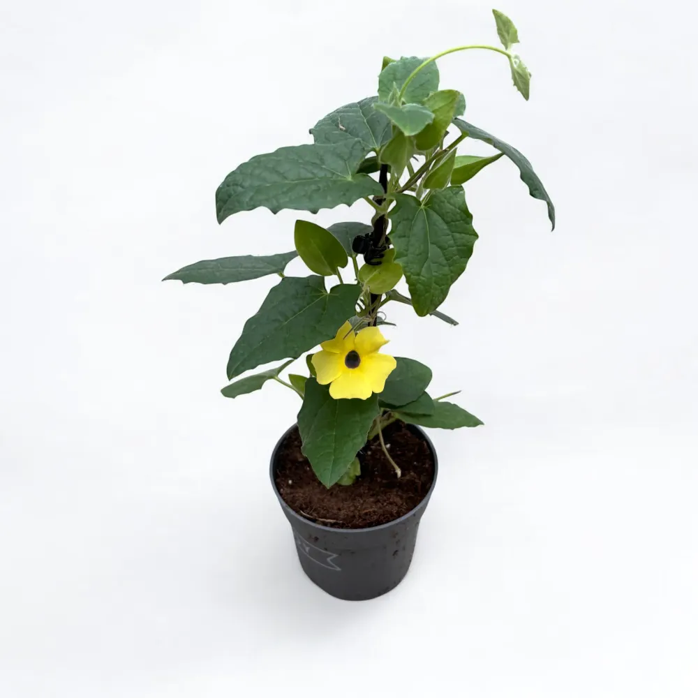 Thunbergia alata 'Yellow Dark Eye' (Suzana cu ochi negri)