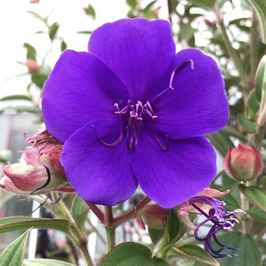 Tibouchina urvilleana ‘Rich Blue’