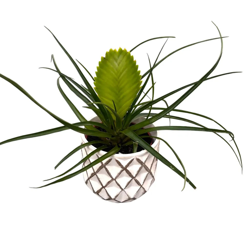 Tillandsia cyanea 'Biancini'