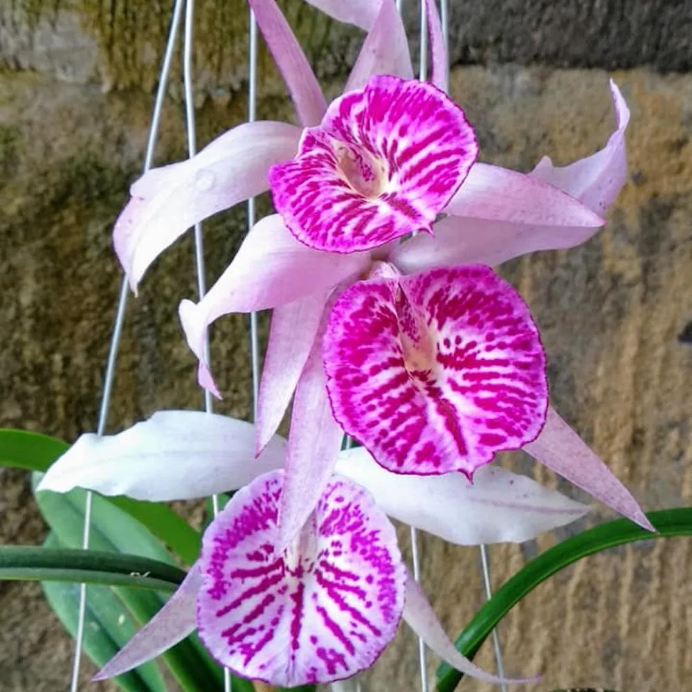 Bc. Yu Toung Star 'No.1' (Bc. Tetra Lip × Bc. Morning Glory)