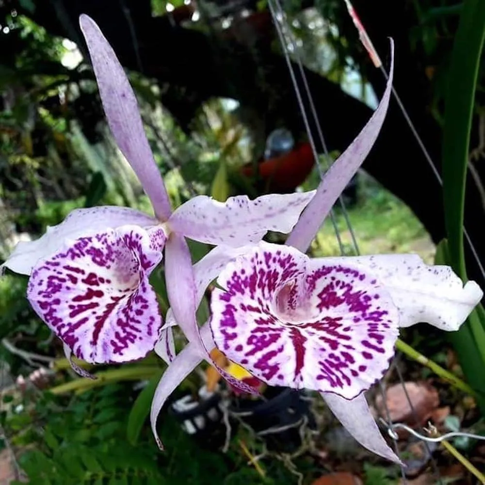 Bc. Yu Toung Star 'No.1' (Bc. Tetra Lip × Bc. Morning Glory)