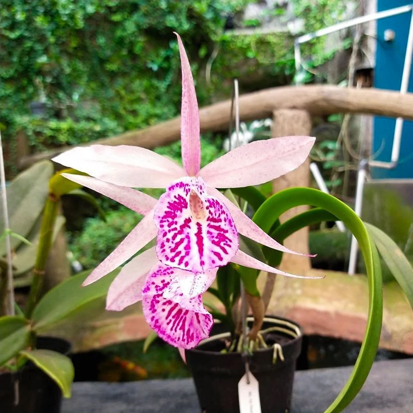 Bc. Yu Toung Star 'No.1' (Bc. Tetra Lip × Bc. Morning Glory)