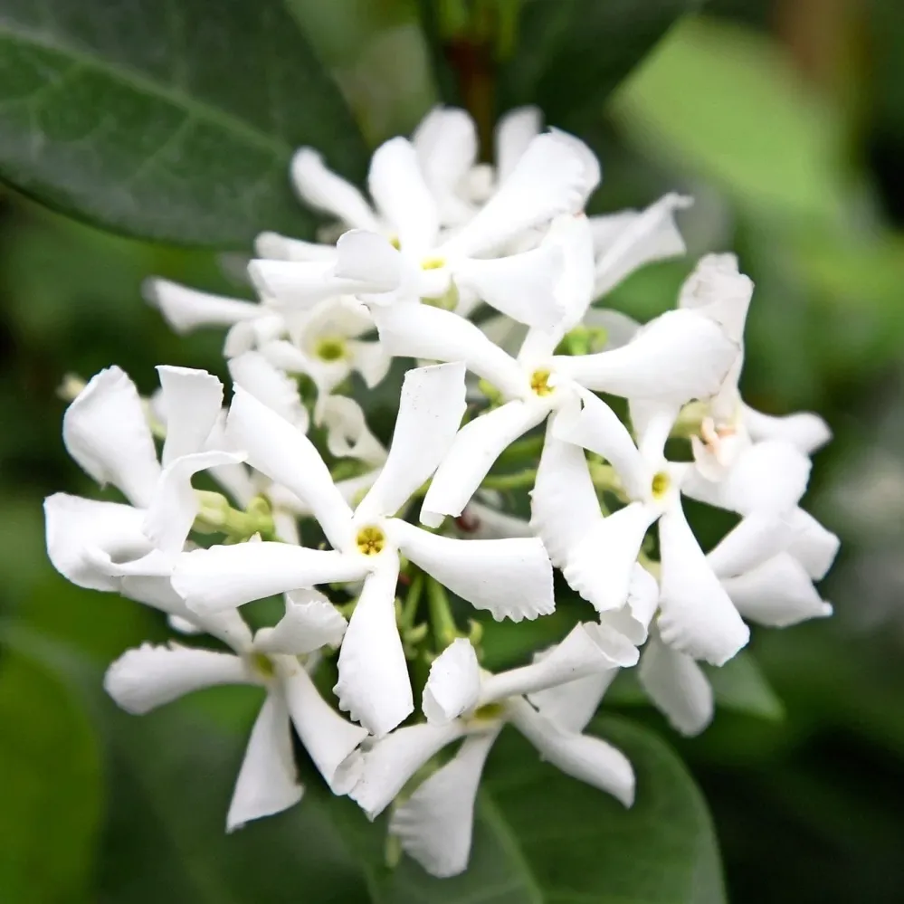 Trachelospermum jasminoides (Iasomie Stea parfumata) - exemplare XL