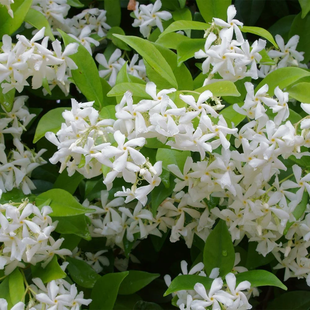 Trachelospermum jasminoides (Iasomie Stea parfumata) - exemplare XL
