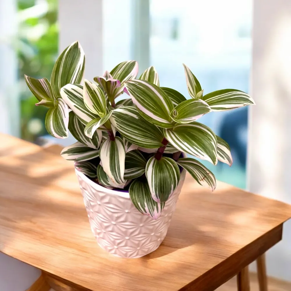 Tradescantia albiflora 'Nanouk' D12 (5 plante/ghiveci)
