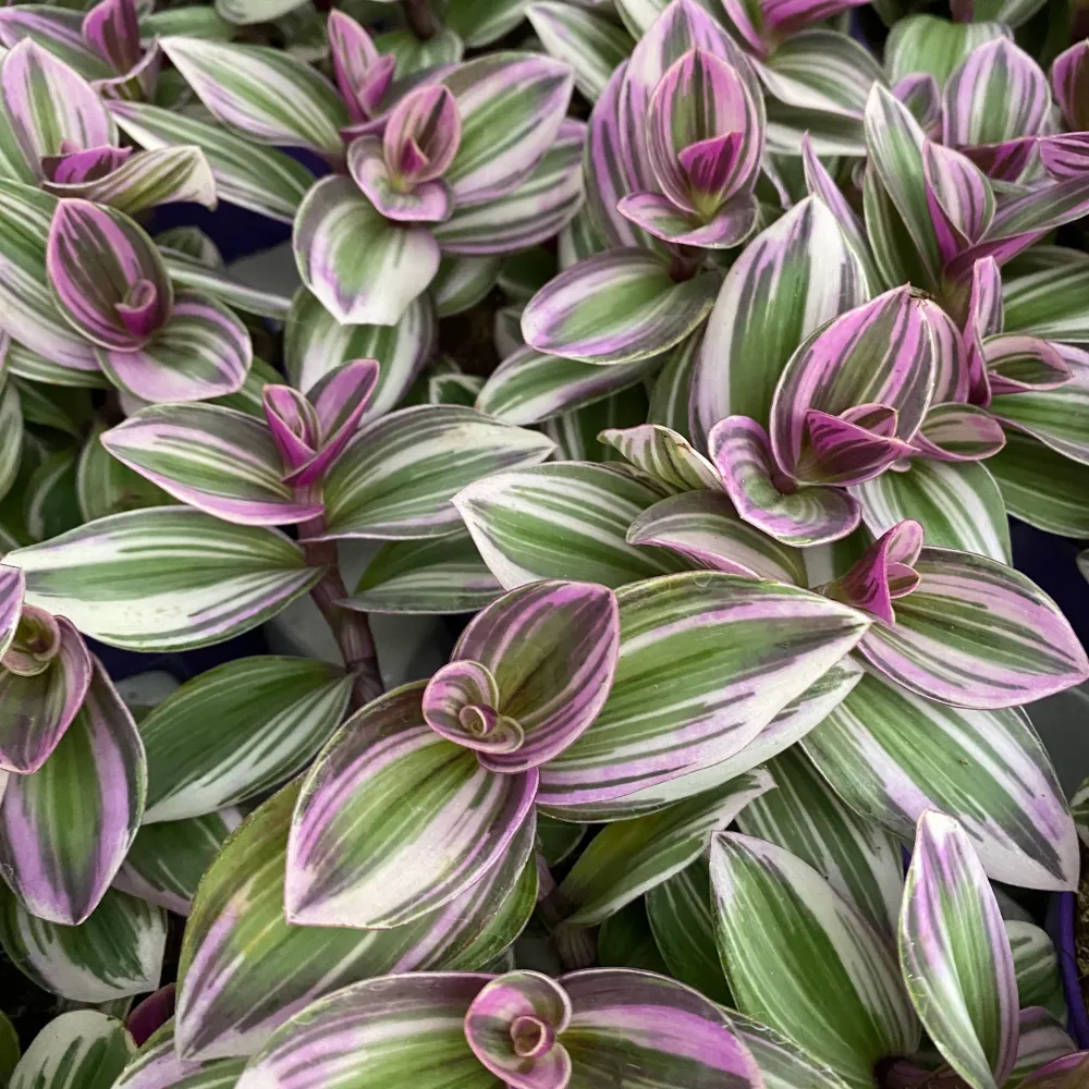 Tradescantia albiflora 'Nanouk' D12 (5+ plante/ghiveci)