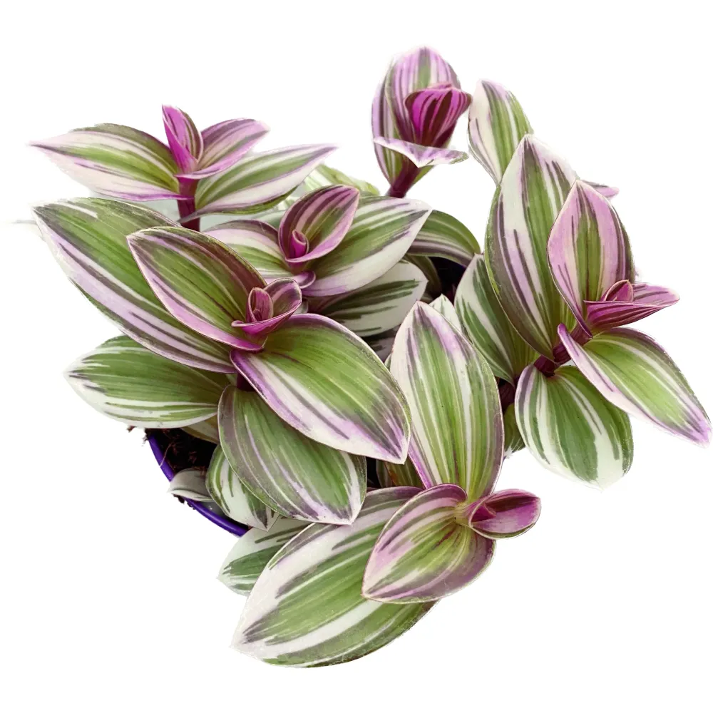Tradescantia albiflora 'Nanouk' D12 (5+ plante/ghiveci)