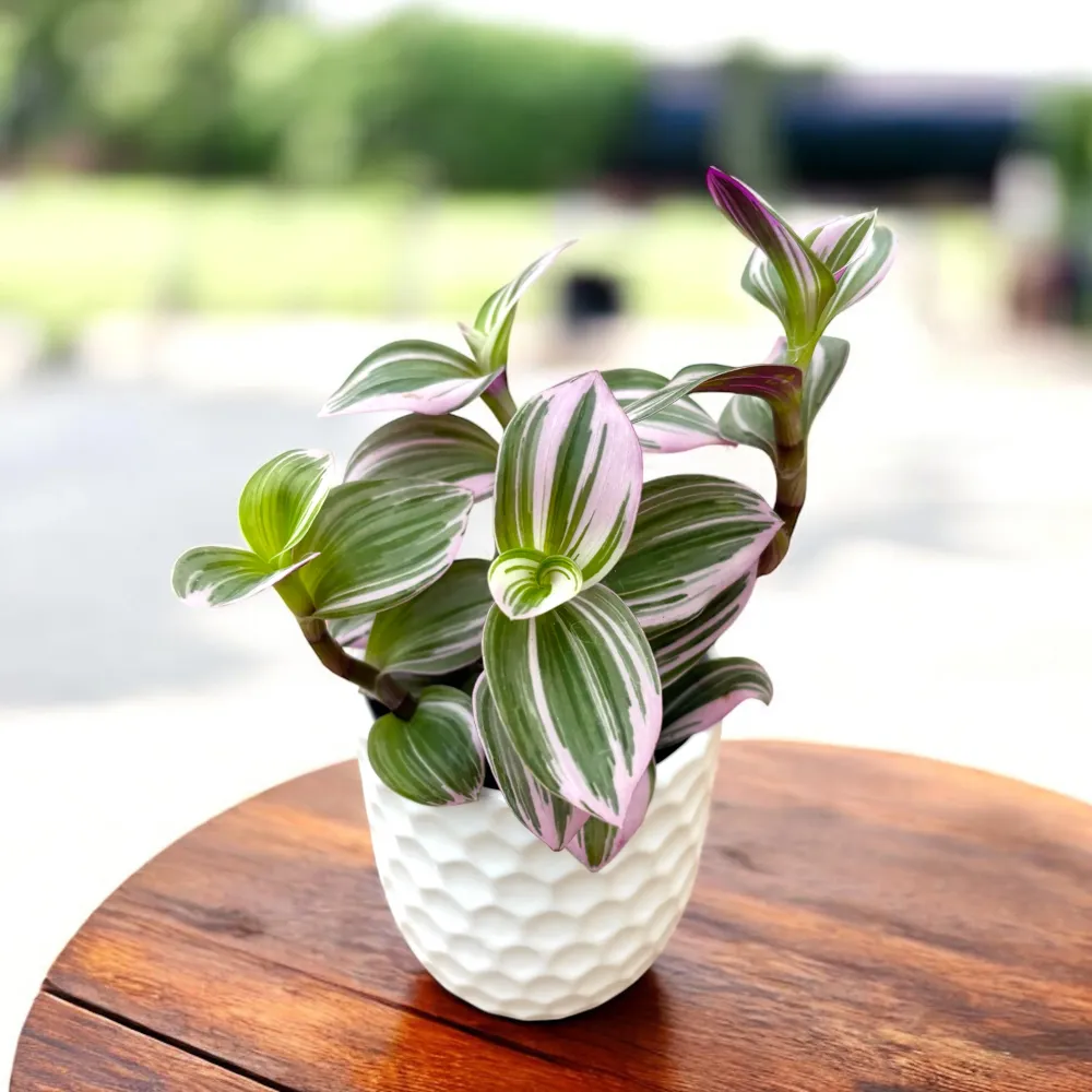 Tradescantia albiflora 'Nanouk' D7 (2-3 plante/ghiveci)