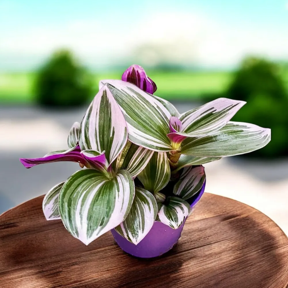Tradescantia albiflora 'Nanouk' D7 (2-3 plante/ghiveci)