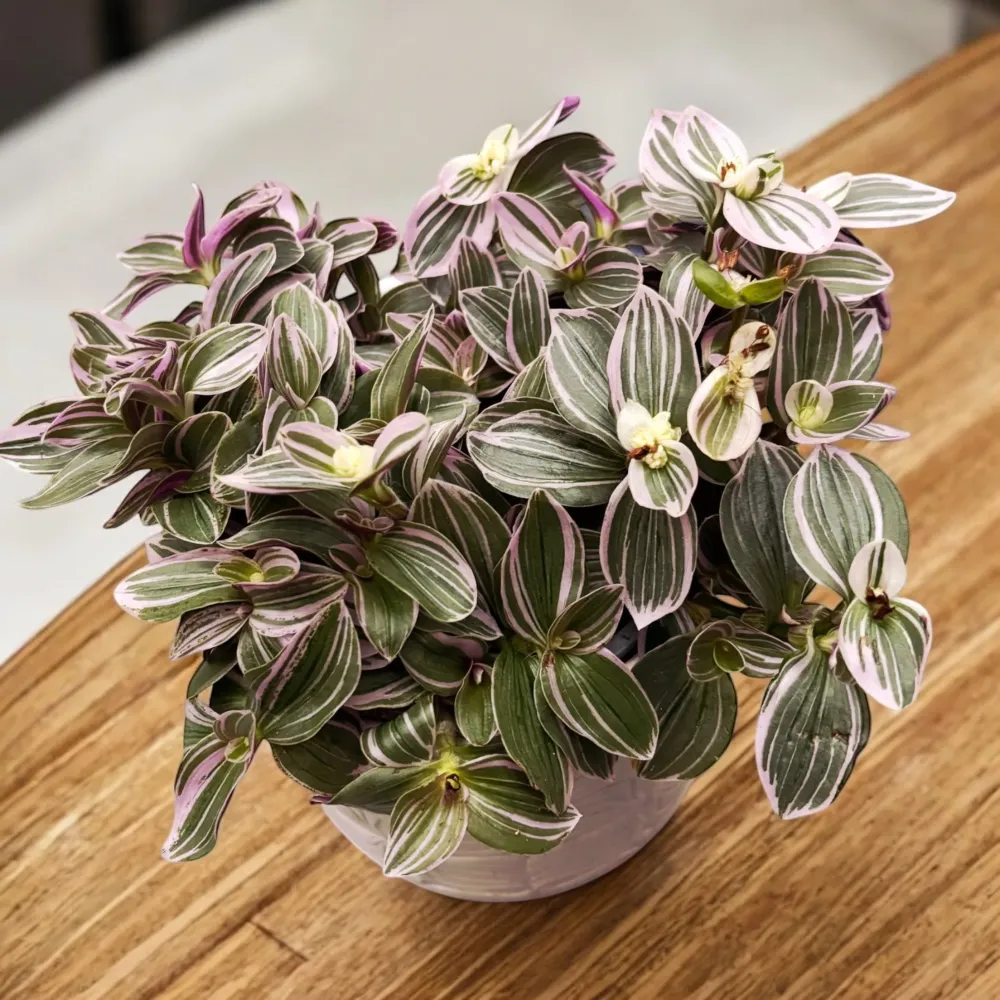 Tradescantia cerinthoides 'Sweetness'