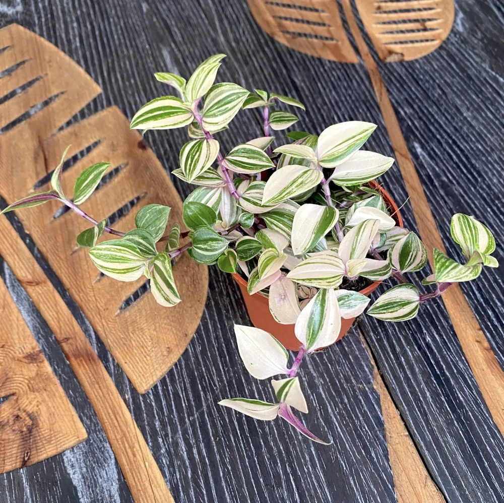 Tradescantia fluminensis 'Quadricolor' *babyplant