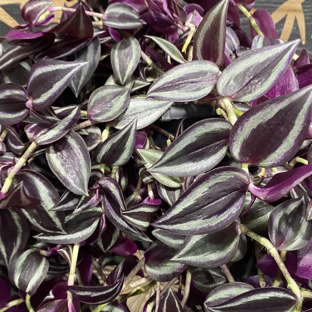 Tradescantia jewel red - planta curgatoare